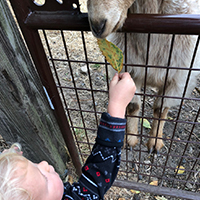 boy with geese